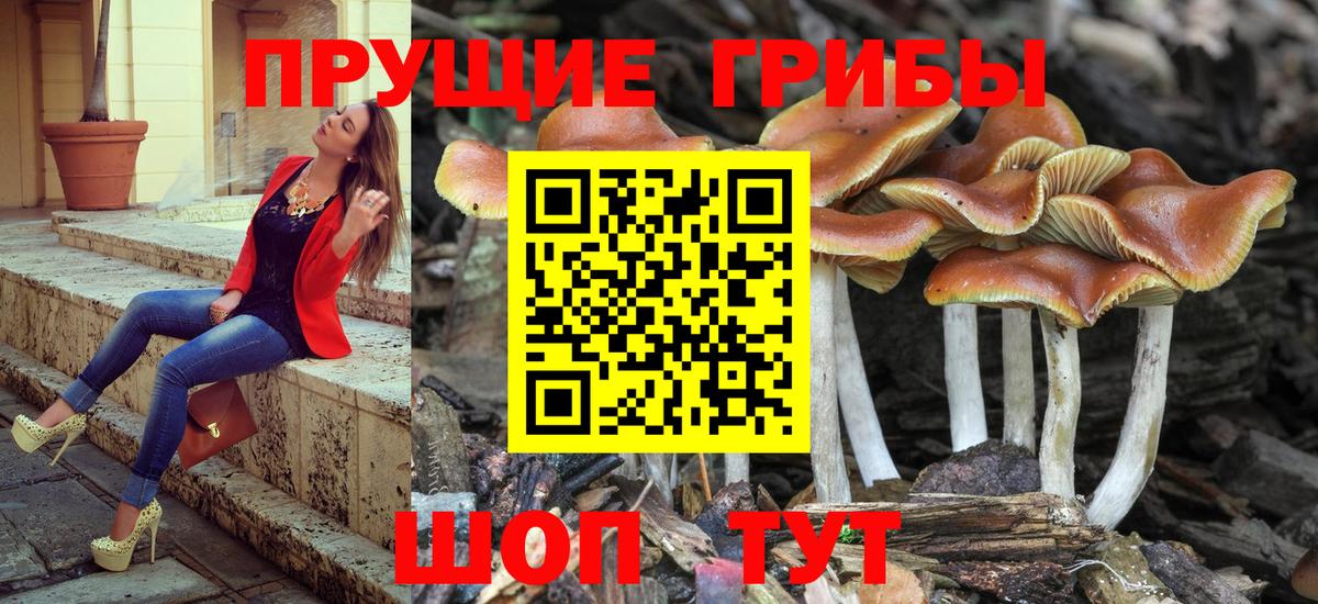 Галлюциногенные грибы Psilocybine cubensis  Вход с VPN  Всеволожск 